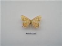 藏品(尺蛾218)的圖片